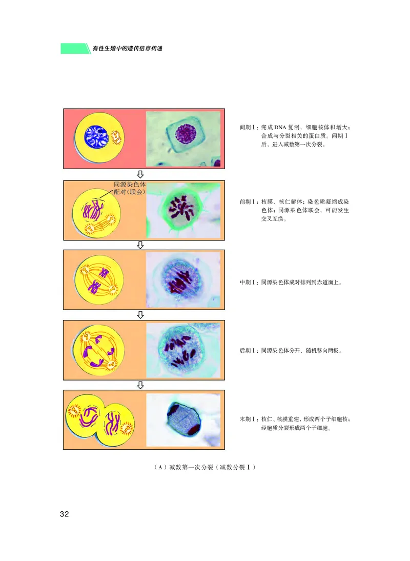 普通高中教科书生物学必修2遗传与进化_高中三年全科资料_高中_高中电子教材_高中生物学_沪科技版