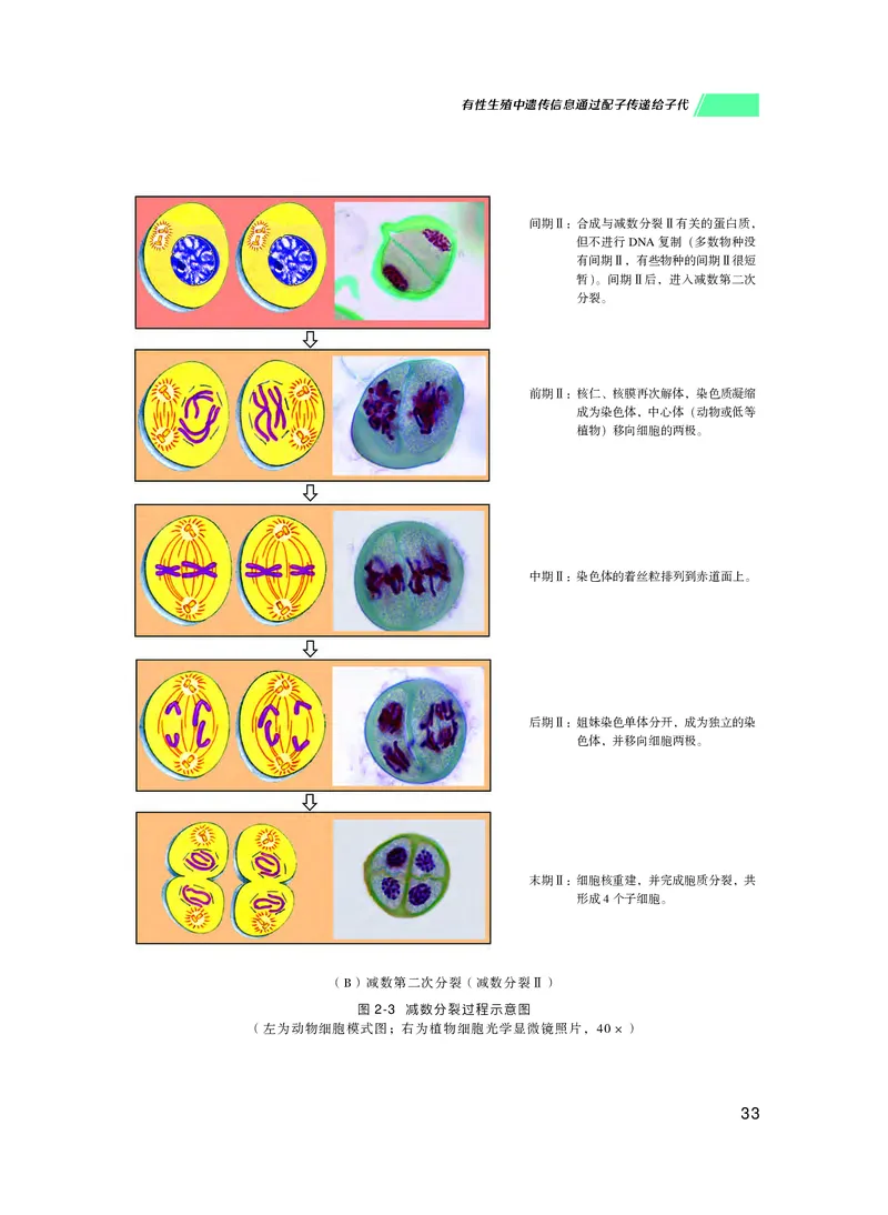 普通高中教科书生物学必修2遗传与进化_高中三年全科资料_高中_高中电子教材_高中生物学_沪科技版