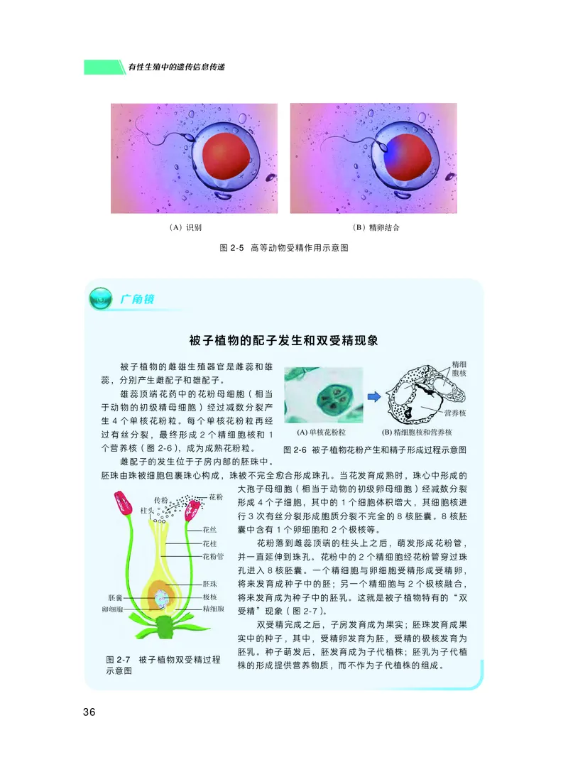 普通高中教科书生物学必修2遗传与进化_高中三年全科资料_高中_高中电子教材_高中生物学_沪科技版