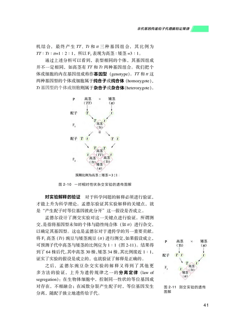 普通高中教科书生物学必修2遗传与进化_高中三年全科资料_高中_高中电子教材_高中生物学_沪科技版