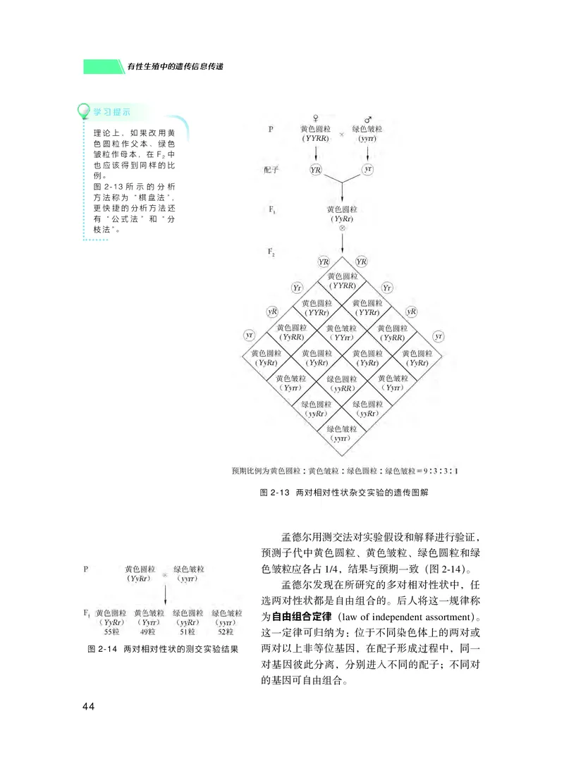 普通高中教科书生物学必修2遗传与进化_高中三年全科资料_高中_高中电子教材_高中生物学_沪科技版