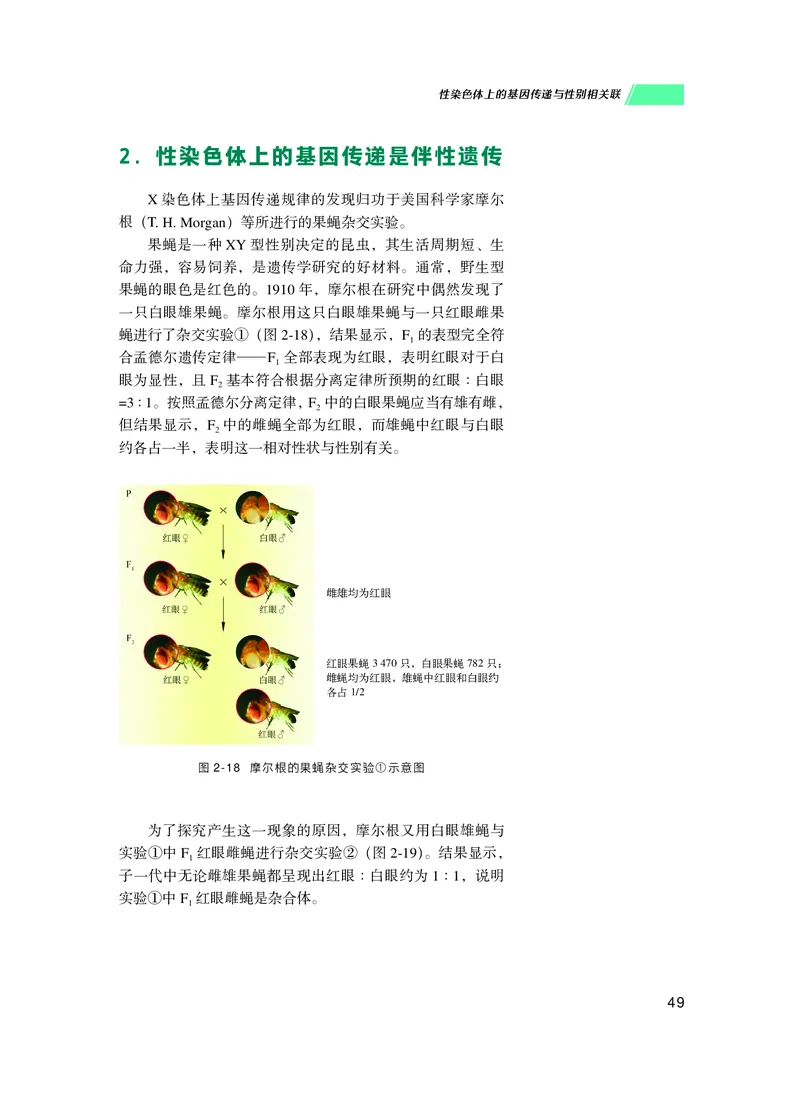 普通高中教科书生物学必修2遗传与进化_高中三年全科资料_高中_高中电子教材_高中生物学_沪科技版