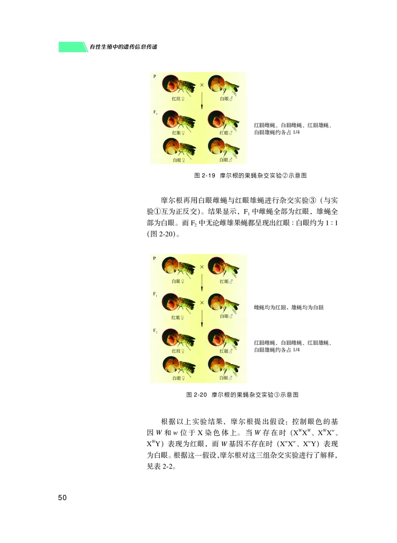 普通高中教科书生物学必修2遗传与进化_高中三年全科资料_高中_高中电子教材_高中生物学_沪科技版