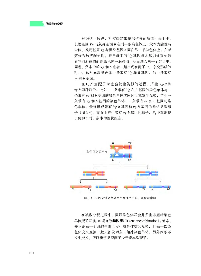 普通高中教科书生物学必修2遗传与进化_高中三年全科资料_高中_高中电子教材_高中生物学_沪科技版