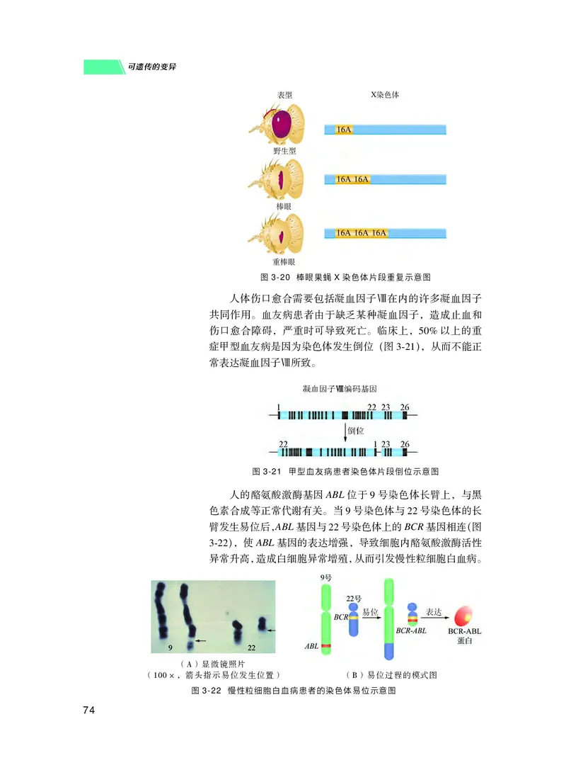 普通高中教科书生物学必修2遗传与进化_高中三年全科资料_高中_高中电子教材_高中生物学_沪科技版