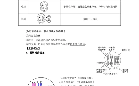 第2章基因和染色体的关系-知识点总结-2021-2022学年高中生物新教材人教版必修2&nbsp;&nbsp;&nbsp;_高中三年全科资料_高中_1高中基础资料包_A-高中必背9科知识点_生物