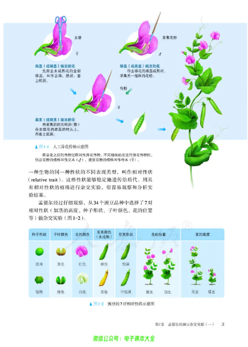 普通高中教科书生物学必修2遗传与进化_高中三年全科资料_高中_高中电子教材_高中生物学_人教版_旧