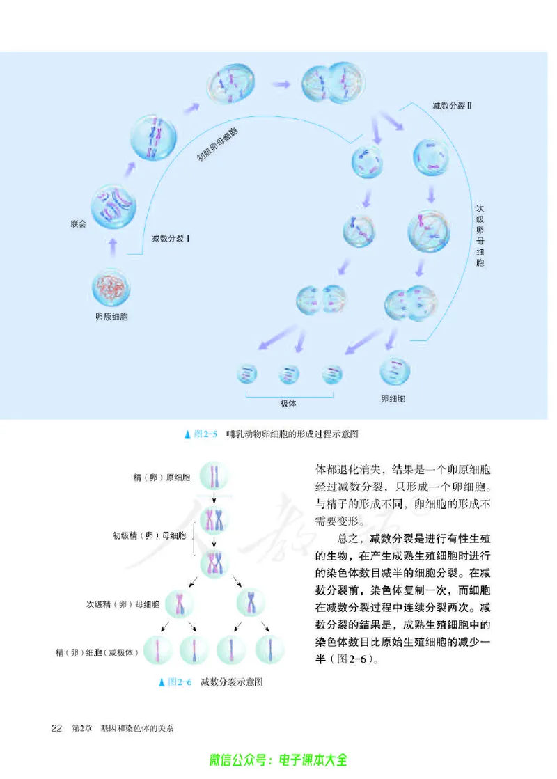 普通高中教科书生物学必修2遗传与进化_高中三年全科资料_高中_高中电子教材_高中生物学_人教版_旧