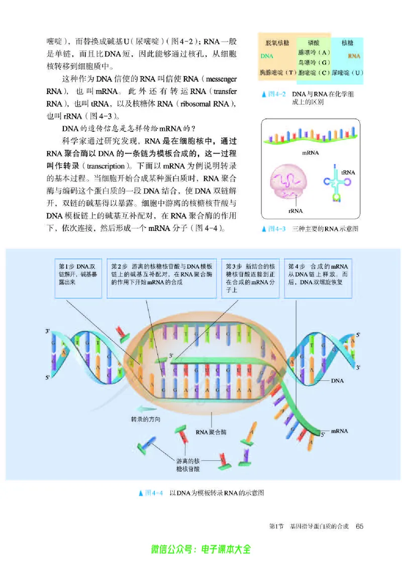 普通高中教科书生物学必修2遗传与进化_高中三年全科资料_高中_高中电子教材_高中生物学_人教版_旧
