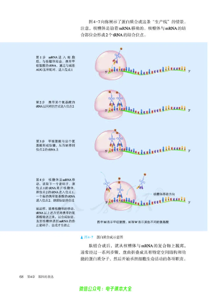 普通高中教科书生物学必修2遗传与进化_高中三年全科资料_高中_高中电子教材_高中生物学_人教版_旧