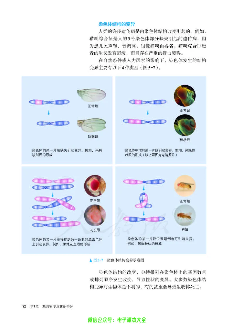 普通高中教科书生物学必修2遗传与进化_高中三年全科资料_高中_高中电子教材_高中生物学_人教版_旧