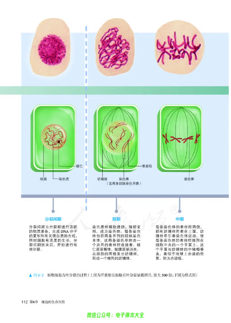 普通高中教科书生物学必修1分子与细胞_高中三年全科资料_高中_高中电子教材_高中生物学_人教版_旧