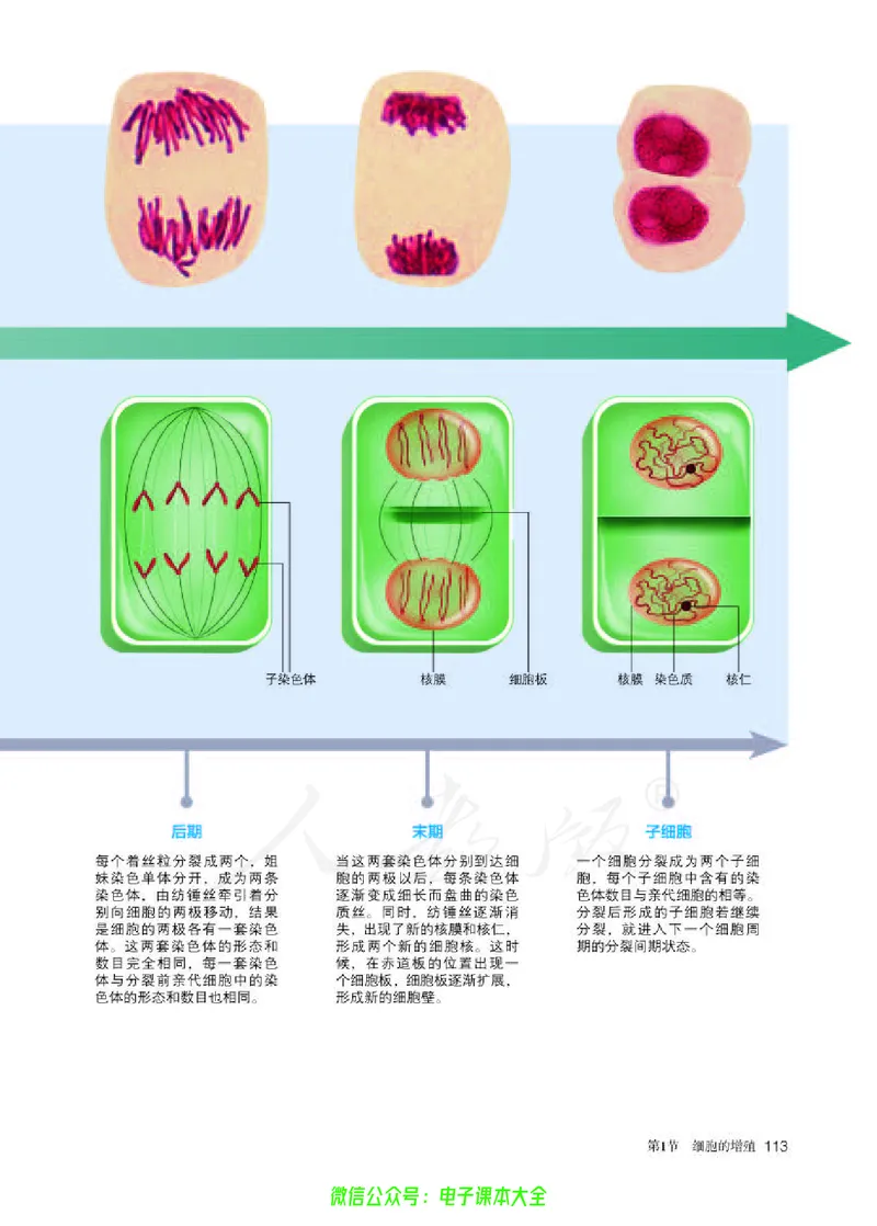 普通高中教科书生物学必修1分子与细胞_高中三年全科资料_高中_高中电子教材_高中生物学_人教版_旧