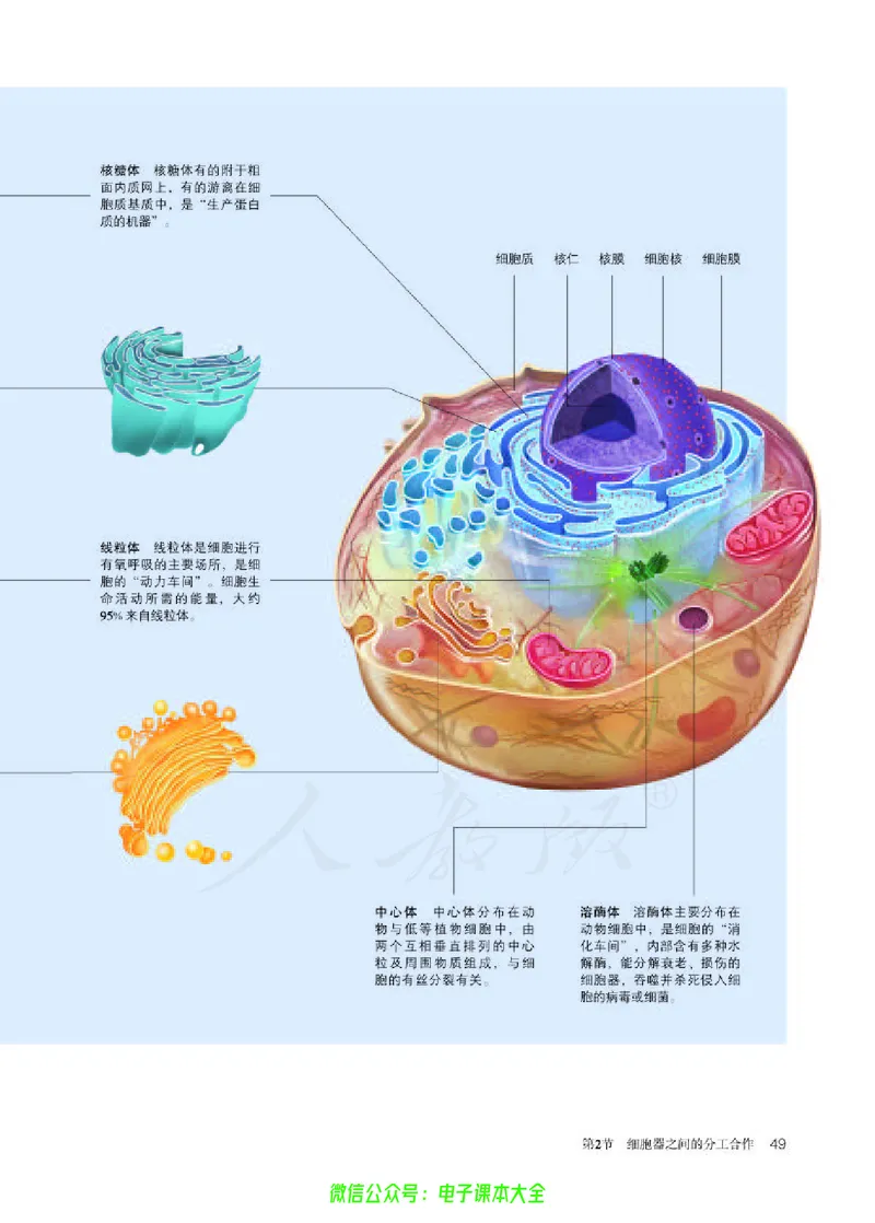 普通高中教科书生物学必修1分子与细胞_高中三年全科资料_高中_高中电子教材_高中生物学_人教版_旧