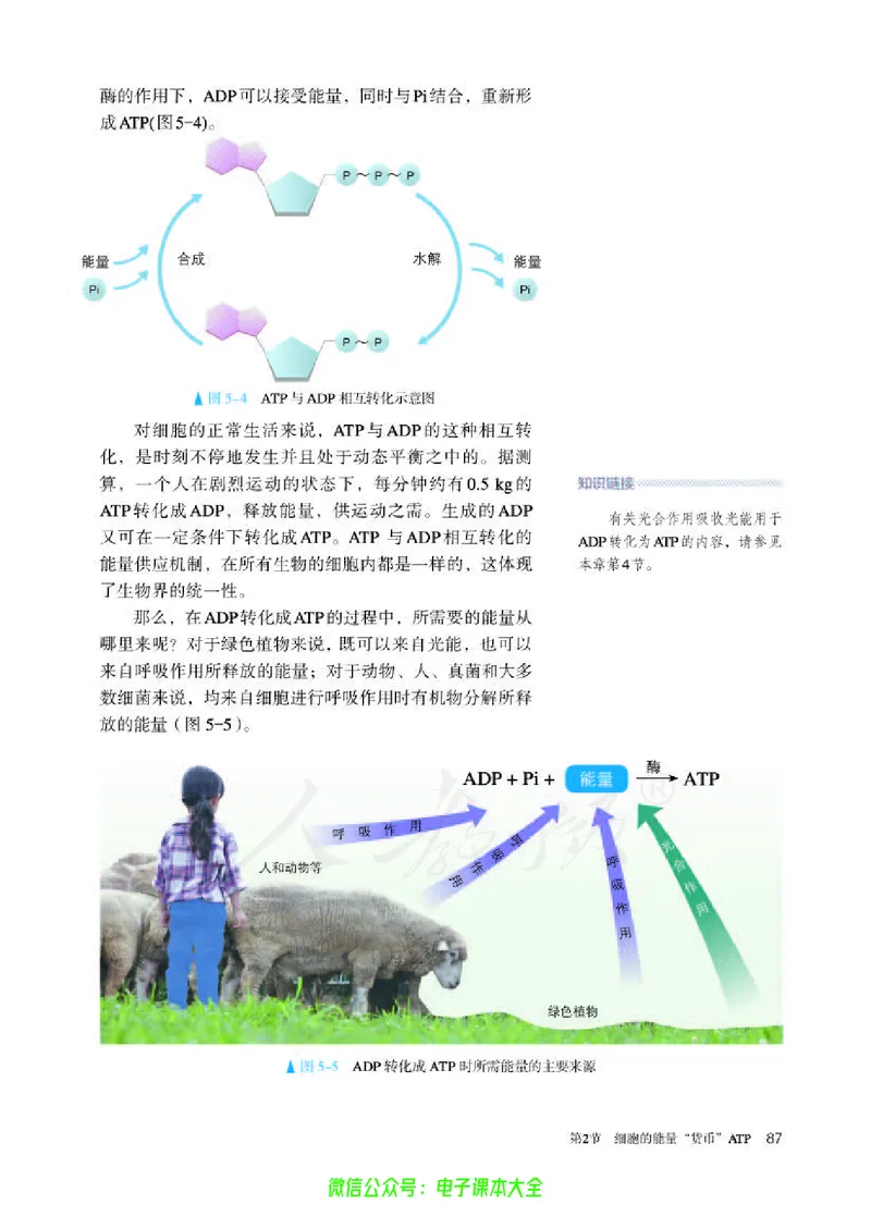 普通高中教科书生物学必修1分子与细胞_高中三年全科资料_高中_高中电子教材_高中生物学_人教版_旧