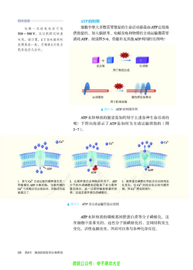 普通高中教科书生物学必修1分子与细胞_高中三年全科资料_高中_高中电子教材_高中生物学_人教版_旧