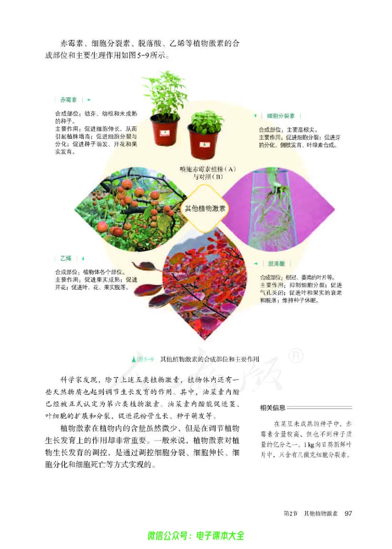 普通高中教科书生物学选择性必修1稳态与调节_高中三年全科资料_高中_高中电子教材_高中生物学_人教版_旧