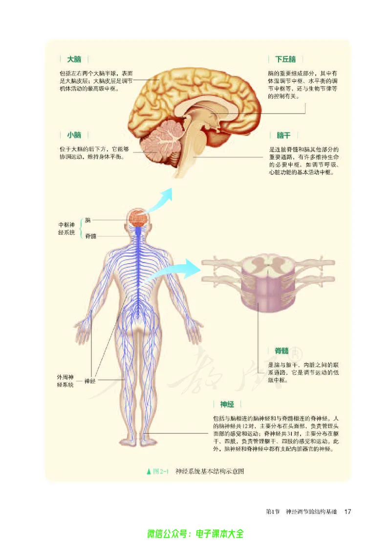 普通高中教科书生物学选择性必修1稳态与调节_高中三年全科资料_高中_高中电子教材_高中生物学_人教版_旧