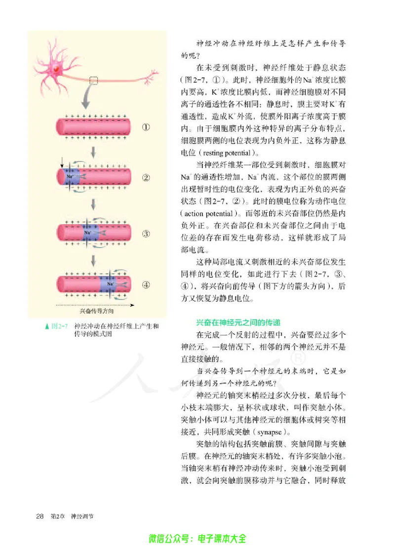 普通高中教科书生物学选择性必修1稳态与调节_高中三年全科资料_高中_高中电子教材_高中生物学_人教版_旧