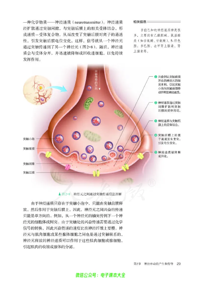 普通高中教科书生物学选择性必修1稳态与调节_高中三年全科资料_高中_高中电子教材_高中生物学_人教版_旧