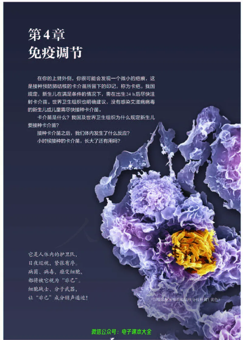 普通高中教科书生物学选择性必修1稳态与调节_高中三年全科资料_高中_高中电子教材_高中生物学_人教版_旧