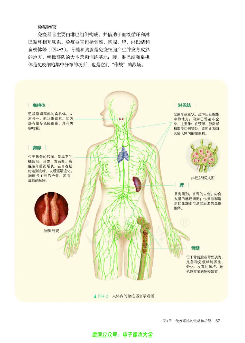普通高中教科书生物学选择性必修1稳态与调节_高中三年全科资料_高中_高中电子教材_高中生物学_人教版_旧