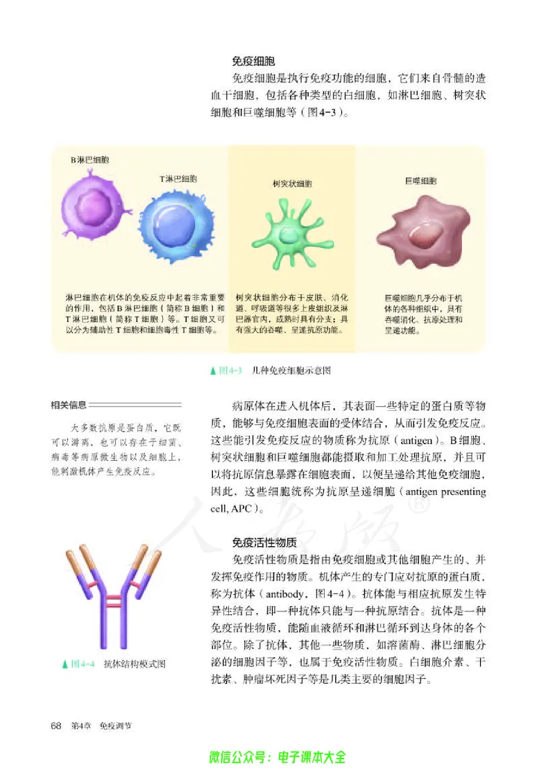 普通高中教科书生物学选择性必修1稳态与调节_高中三年全科资料_高中_高中电子教材_高中生物学_人教版_旧