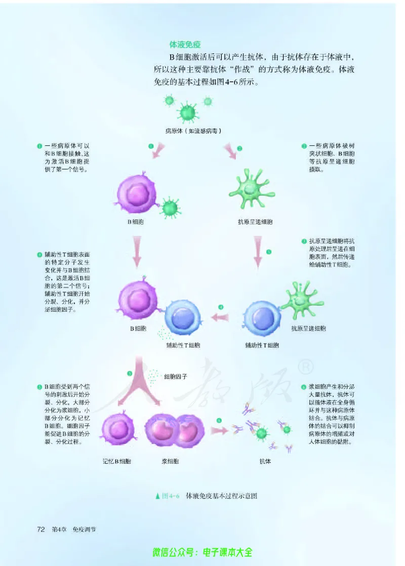 普通高中教科书生物学选择性必修1稳态与调节_高中三年全科资料_高中_高中电子教材_高中生物学_人教版_旧