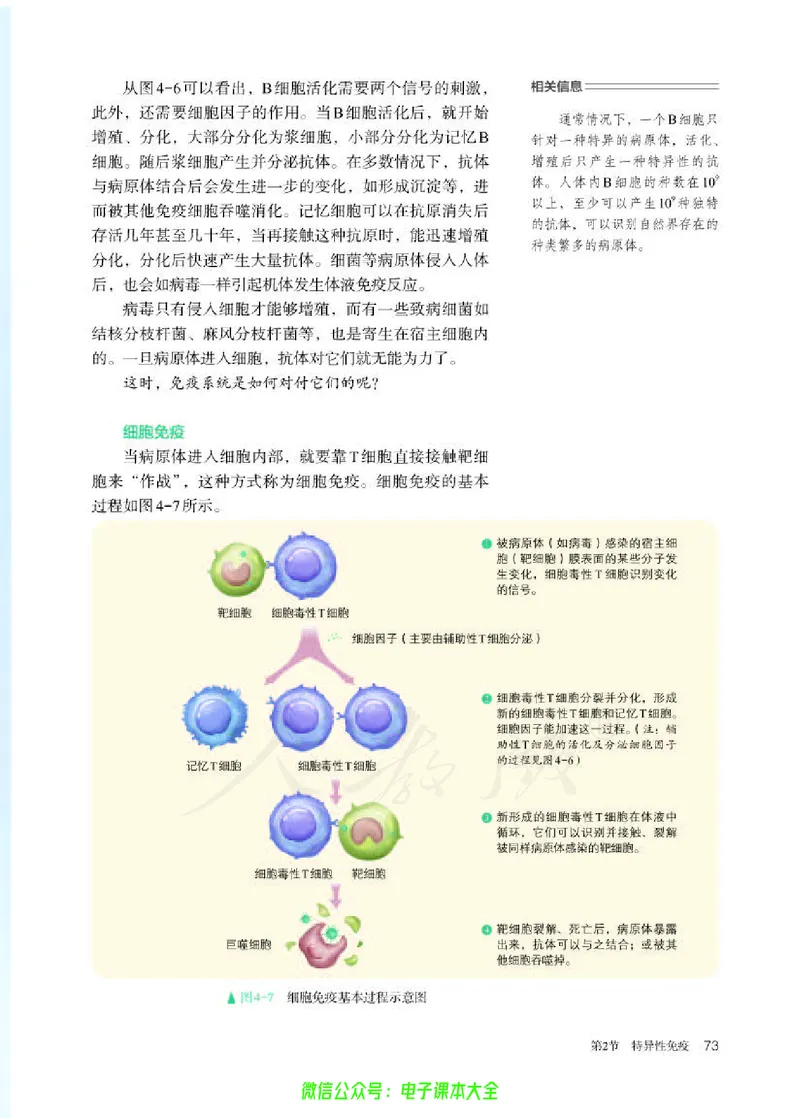 普通高中教科书生物学选择性必修1稳态与调节_高中三年全科资料_高中_高中电子教材_高中生物学_人教版_旧