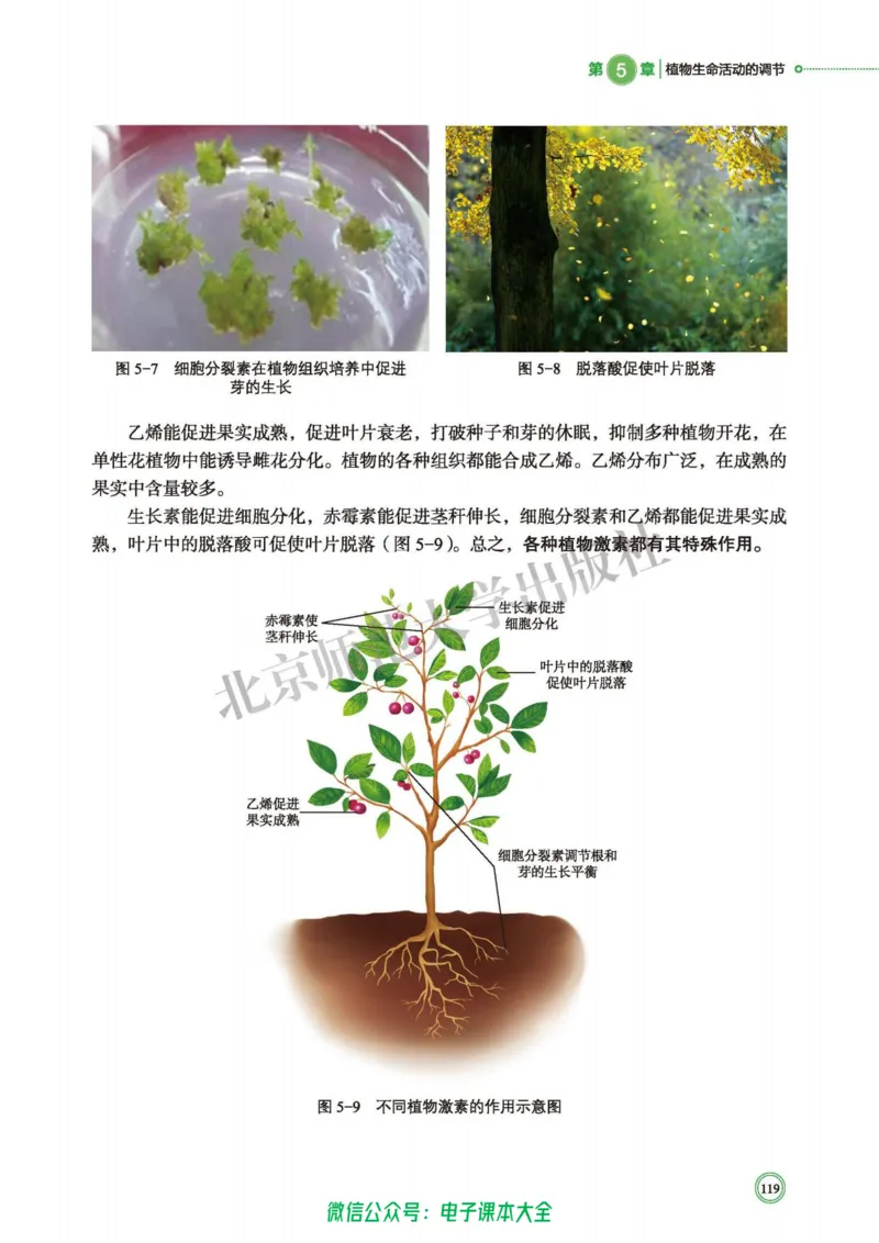 生物学选择性必修1稳态与调节_高中三年全科资料_高中_高中电子教材_高中生物学_北师大