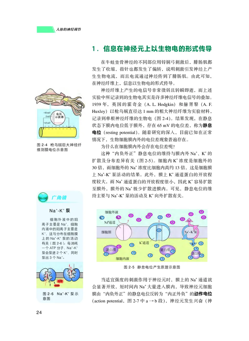 普通高中教科书生物学选择性必修1稳态与调节_高中三年全科资料_高中_高中电子教材_高中生物学_沪科技版