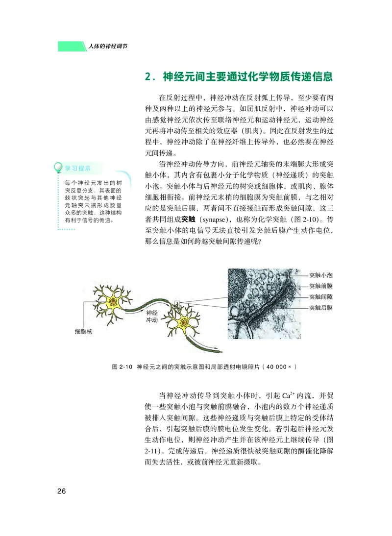 普通高中教科书生物学选择性必修1稳态与调节_高中三年全科资料_高中_高中电子教材_高中生物学_沪科技版