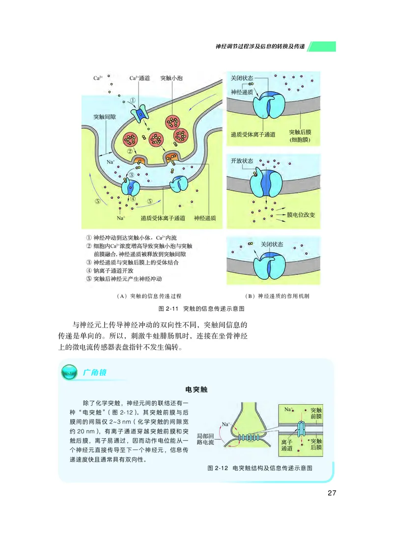 普通高中教科书生物学选择性必修1稳态与调节_高中三年全科资料_高中_高中电子教材_高中生物学_沪科技版