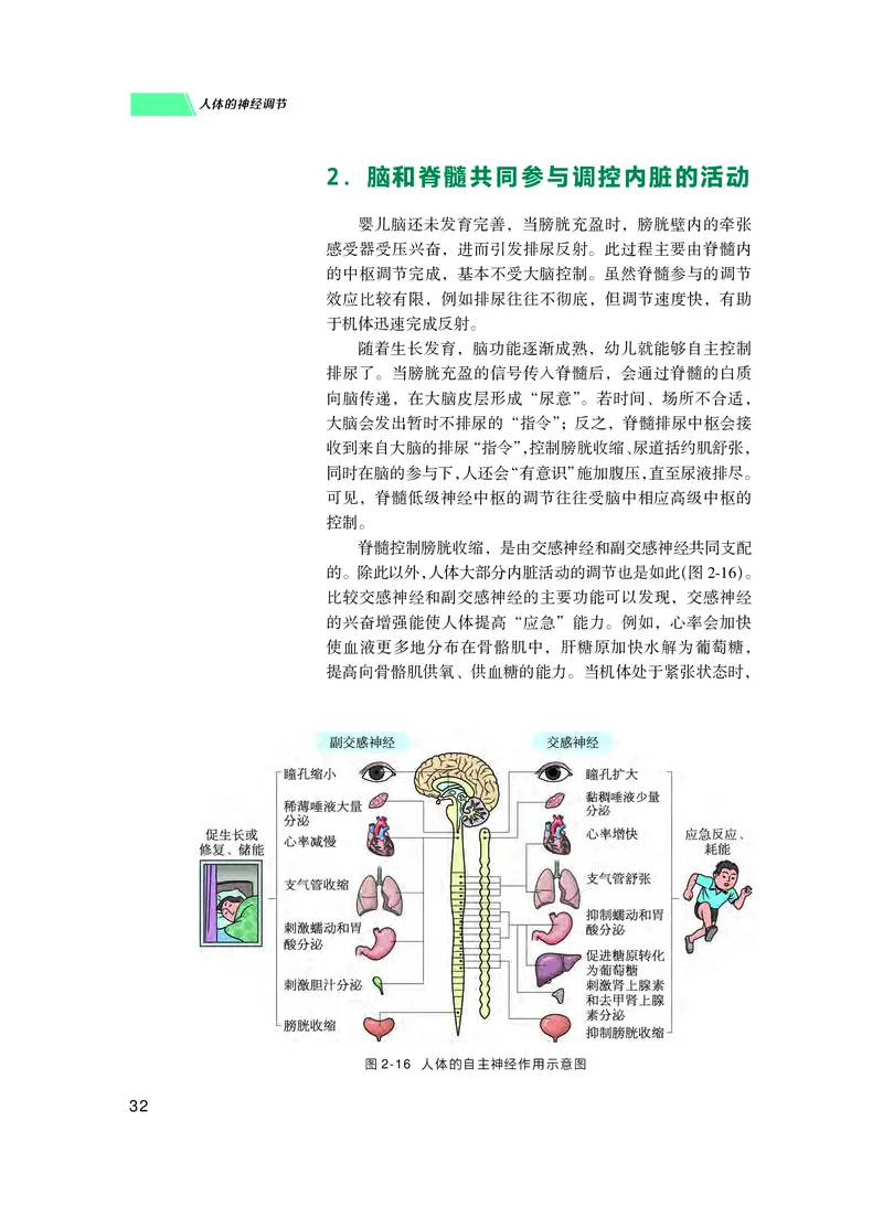 普通高中教科书生物学选择性必修1稳态与调节_高中三年全科资料_高中_高中电子教材_高中生物学_沪科技版