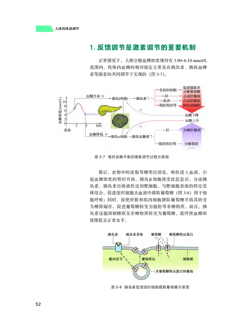 普通高中教科书生物学选择性必修1稳态与调节_高中三年全科资料_高中_高中电子教材_高中生物学_沪科技版