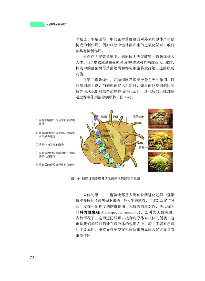 普通高中教科书生物学选择性必修1稳态与调节_高中三年全科资料_高中_高中电子教材_高中生物学_沪科技版
