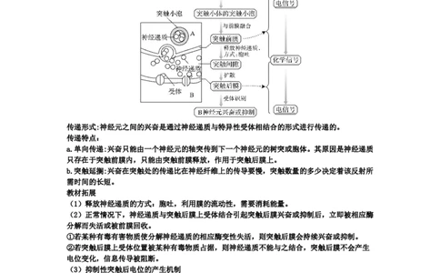 第2章神经调节期末复习知识点总结新教材人教版高中生物选择性必修一_高中三年全科资料_高中_1高中基础资料包_A-高中必背9科知识点_生物_高中生物全书知识点梳理+总结