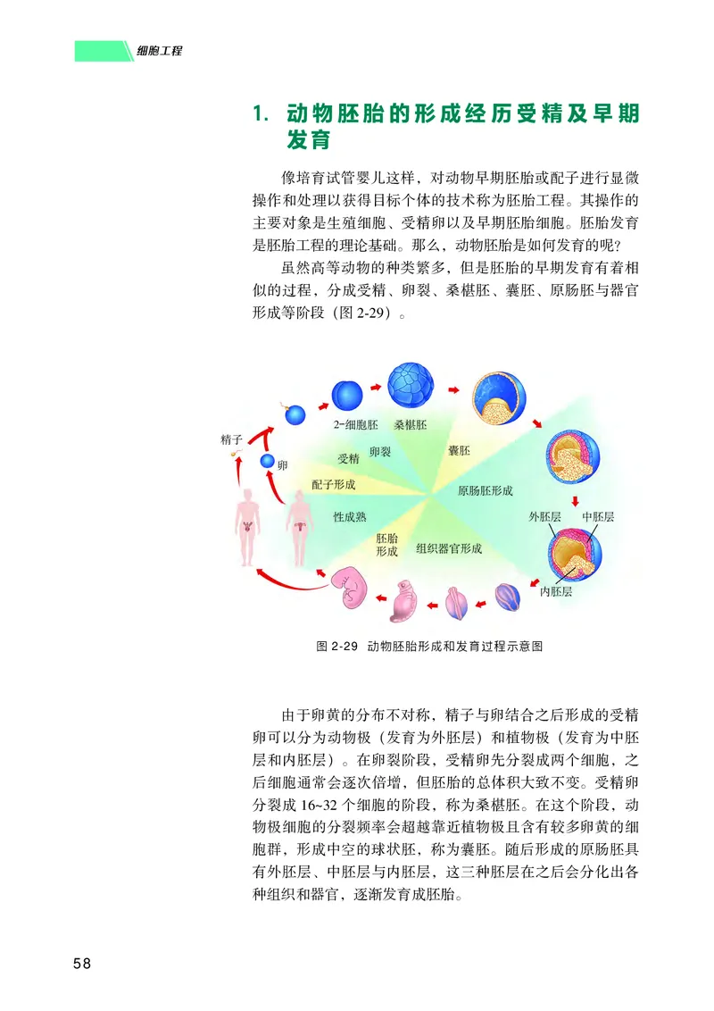 普通高中教科书生物学选择性必修3生物技术与工程_高中三年全科资料_高中_高中电子教材_高中生物学_沪科技版