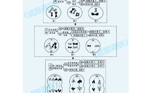 构建模型，解减数分裂疑难问题_高中三年全科资料_高中_1高中基础资料包_A-高中必背9科知识点_生物