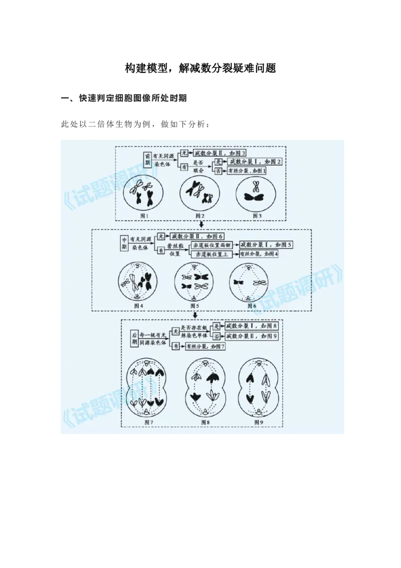 构建模型，解减数分裂疑难问题_高中三年全科资料_高中_1高中基础资料包_A-高中必背9科知识点_生物