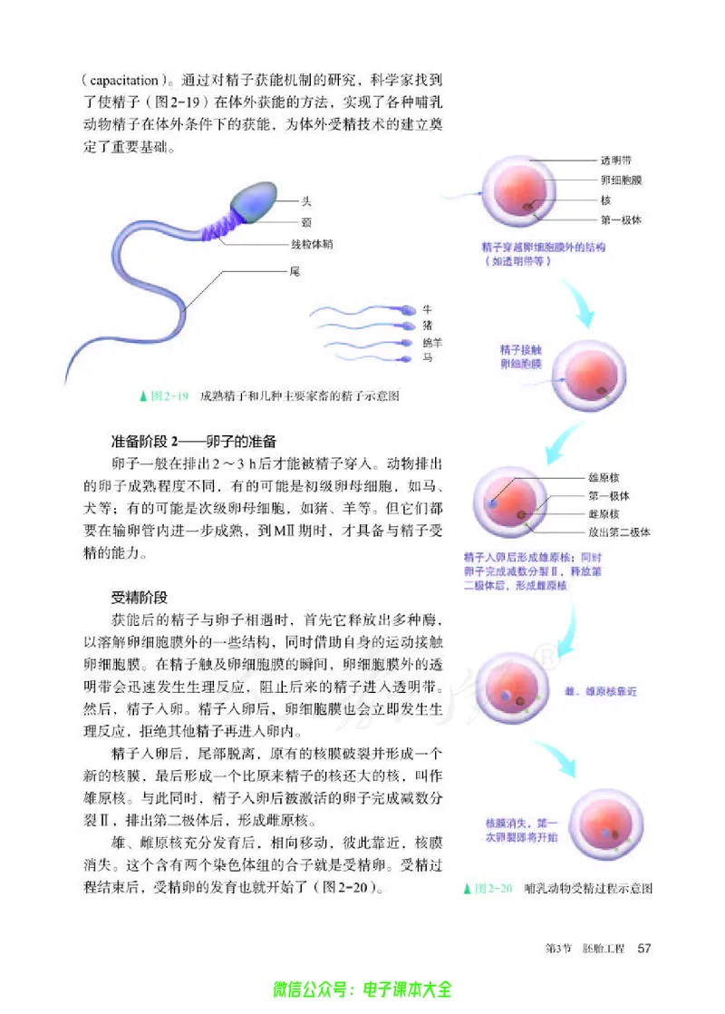 普通高中教科书生物学选择性必修3生物技术与工程_高中三年全科资料_高中_高中电子教材_高中生物学_人教版_旧