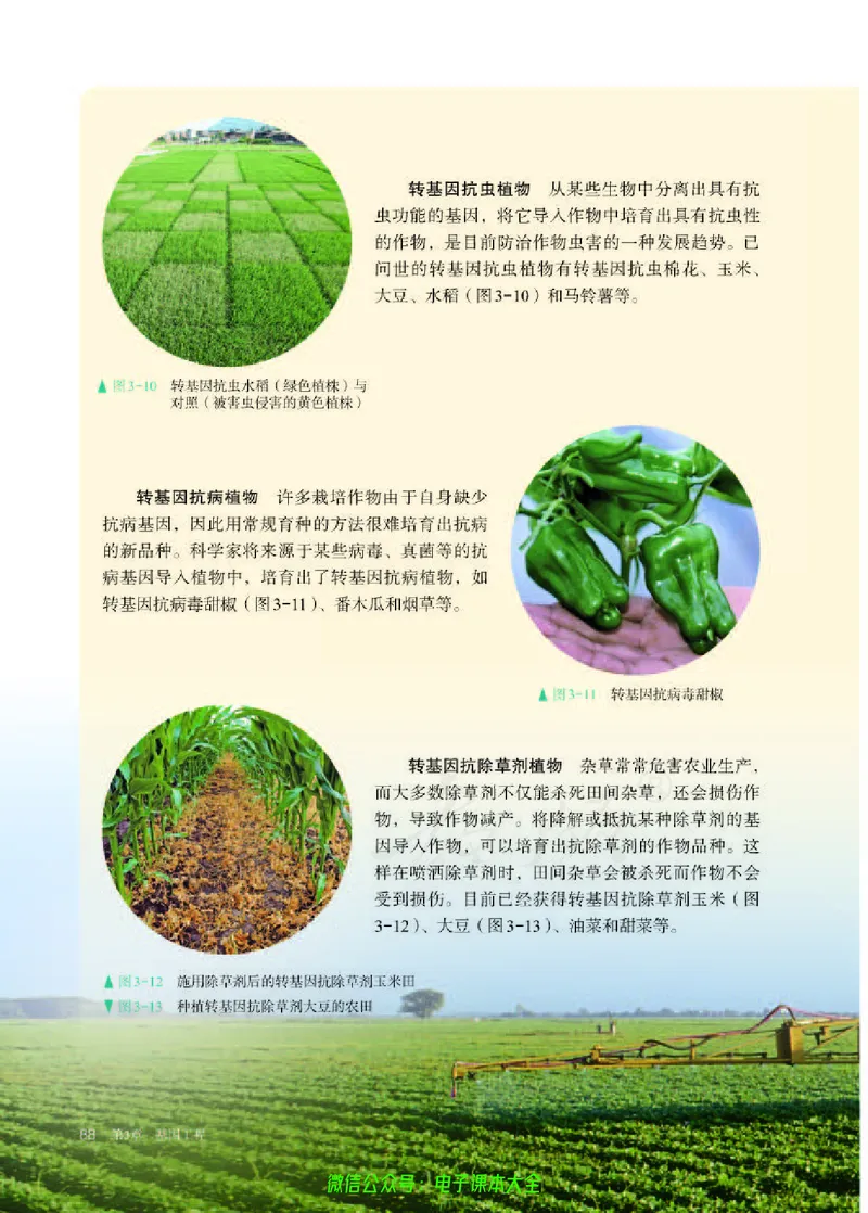 普通高中教科书生物学选择性必修3生物技术与工程_高中三年全科资料_高中_高中电子教材_高中生物学_人教版_旧