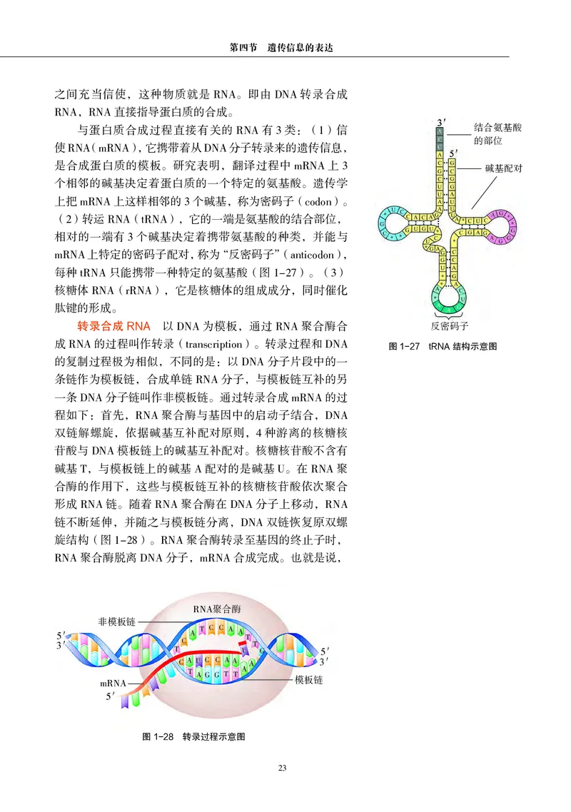 生物学必修2（电子版）_高中三年全科资料_高中_高中电子教材_高中生物学_沪科教版