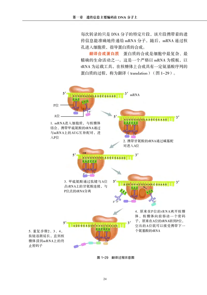 生物学必修2（电子版）_高中三年全科资料_高中_高中电子教材_高中生物学_沪科教版