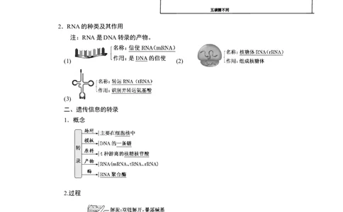 第4章基因的表达-知识点总结-2021-2022学年高中生物新教材人教版必修2&nbsp;&nbsp;&nbsp;_高中三年全科资料_高中_1高中基础资料包_A-高中必背9科知识点_生物_高中生物全书知识点梳理+总结