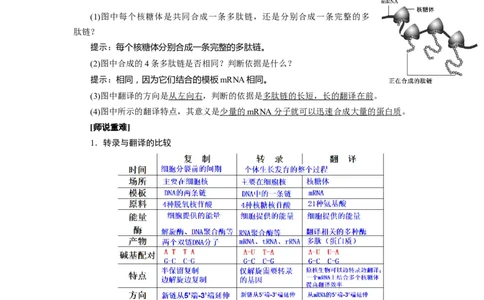 第4章基因的表达-知识点总结-2021-2022学年高中生物新教材人教版必修2&nbsp;&nbsp;&nbsp;_高中三年全科资料_高中_1高中基础资料包_A-高中必背9科知识点_生物_高中生物全书知识点梳理+总结