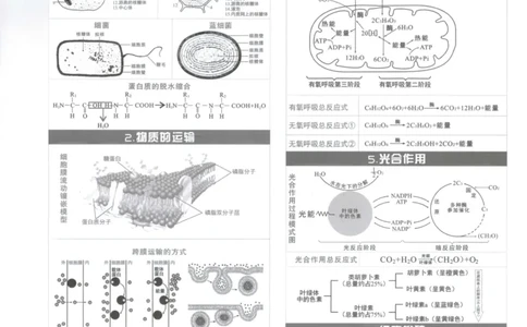 答案_高中三年全科资料_高中_高中1_2026版高考《小题狂做》基础篇+教材篇(持续更新中）_2026小题狂做基础篇生物