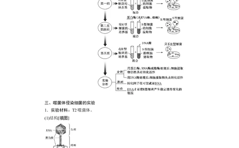 第3章基因的本质-知识点总结-2021-2022学年高中生物新教材人教版必修2&nbsp;&nbsp;&nbsp;_高中三年全科资料_高中_1高中基础资料包_A-高中必背9科知识点_生物_高中生物全书知识点梳理+总结