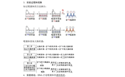 第3章基因的本质-知识点总结-2021-2022学年高中生物新教材人教版必修2&nbsp;&nbsp;&nbsp;_高中三年全科资料_高中_1高中基础资料包_A-高中必背9科知识点_生物_高中生物全书知识点梳理+总结