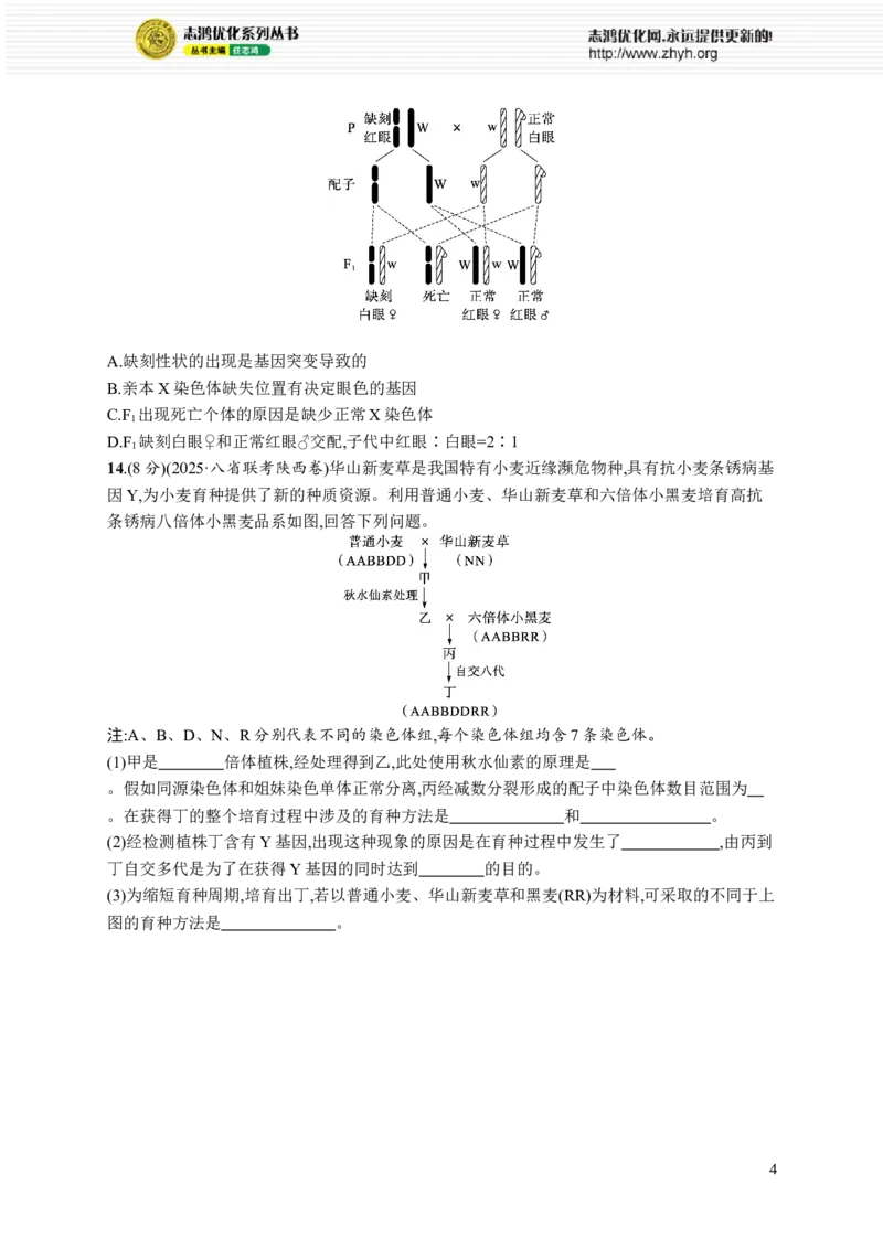 课时规范练33　染色体变异与育种_高中三年全科资料_高中_高中1_2026版《优化设计》新高考版一轮（生物+数学）_2026优化设计一轮复习(生物)_高考总复习优化设计一轮用书生物H配人教版word
